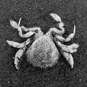 dode krab 5-7-2014 3281